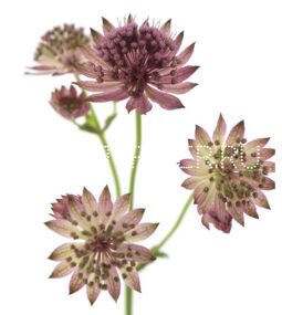 Астранция сиреневая Astrantia