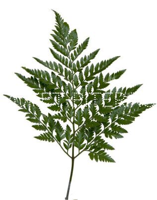 Папоротник Polypodiphyta