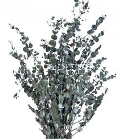 Эвкалипт Гунни (1/3 уп.) Eucalyptus gunnii