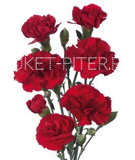 Гвоздика кустовая красная