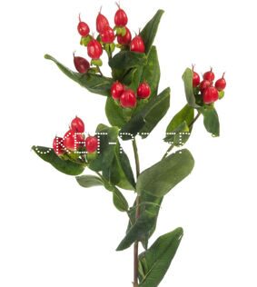 Гиперикум (хиперикум, зверобой) красный Hypericum perforatum