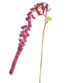 Амарантус розовый Amaranthus