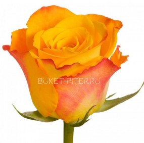 Роза Кения Желто-Оранжевая 35-40см