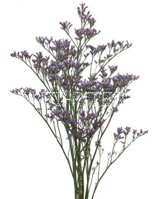 Лимониум сиреневый Limonium