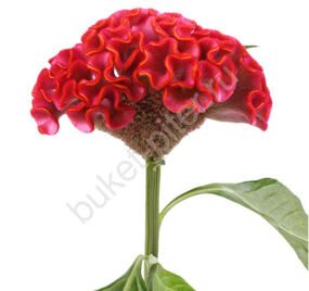 Целозия