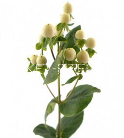 Гиперикум (хиперикум, зверобой) белый Hypericum perforatum