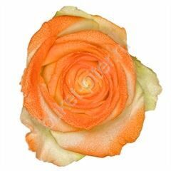 Роза Avalanche marshmallow orange