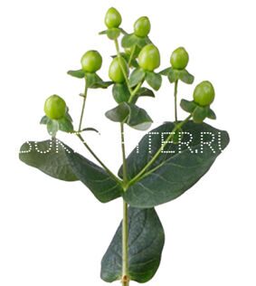 Гиперикум (хиперикум, зверобой) зеленый Hypericum perforatum