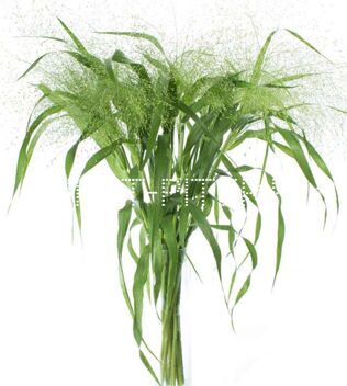 Паникум фоунтан Panicum
