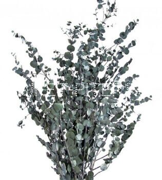 Эвкалипт Гунни (1/3 уп.) Eucalyptus gunnii