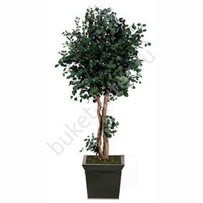 Эвкалипт populus 1,3м (высота 130см)