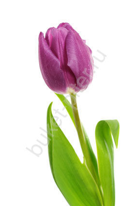 Тюльпан фиолетовый (Голландия)