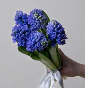 Букет Гиацинтов в Атласной ленте
