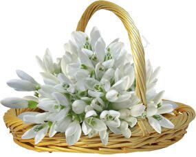 Корзина из 49 Галантусов