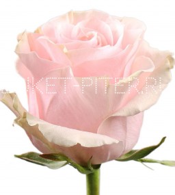 Роза Pink Mondiale Пинк Мондиаль ЭКВАДОР (КРУПНЫЙ БУТОН)