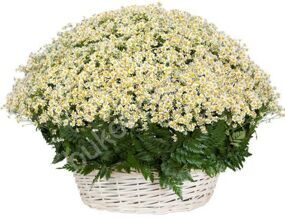 Букет из матрикарий (ромашек) в корзине