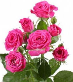 Роза кустовая ярко-розовая Голландия