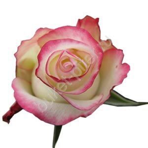 Роза Свитнес 70см