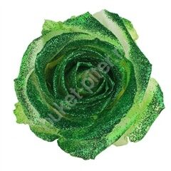 Роза Avalanche crystal look green