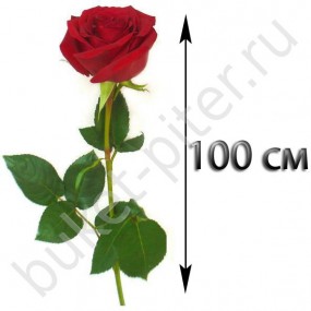 Красная Роза 100 см