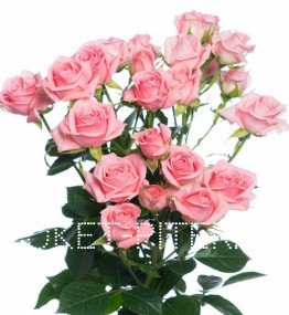 Роза кустовая нежно-розовая