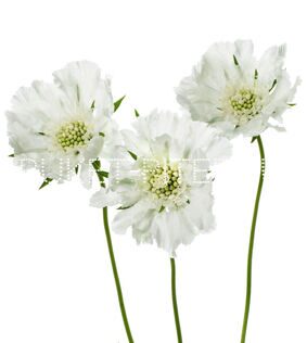 Скабиоза белая Scabiosa
