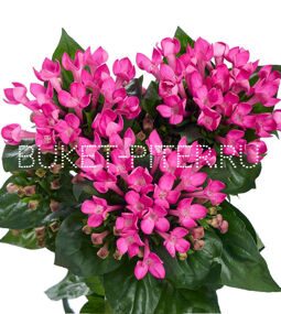 Бувардия розовая Bouvardia
