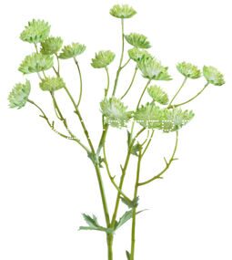 Астранция зеленая Astrantia