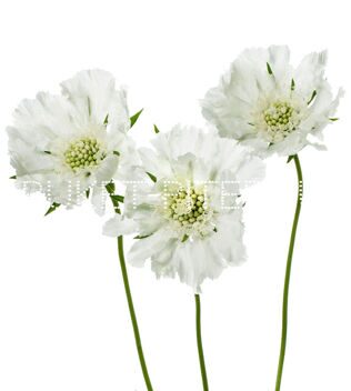 Скабиоза белая Scabiosa