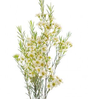 Ваксфлауэр (Хамелациум) Chamelaucium белый
