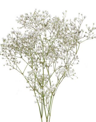 Гипсофила Gypsophila