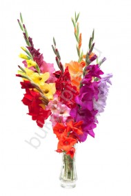 Букет из разноцветных гладиолусов в вазе