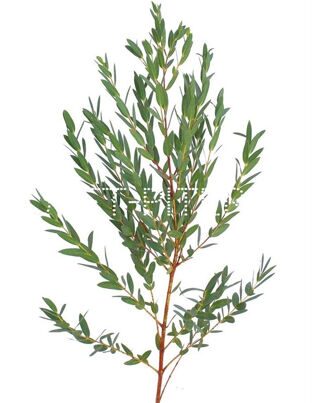 Эвкалипт Парвифолия (1/3 уп.) Eucalyptus parvifolia