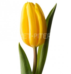 Тюльпан Желтый (Голландия)