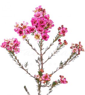 Ваксфлауэр (Хамелациум) Chamelaucium розовый