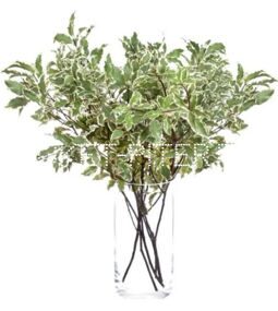 Питтоспорум Нигра Pittosporum (1/3 уп.)