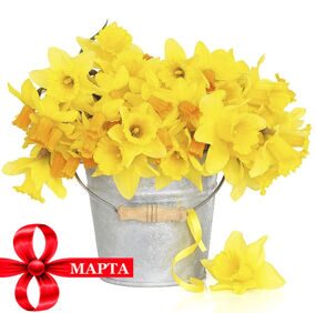 Нарциссы в Металлическом Ведре