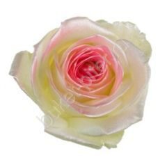 Роза Avalanche satin look pink