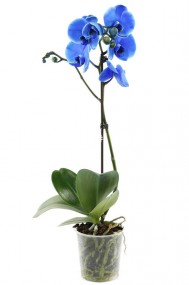Орхидея Фаленопсис Синяя
