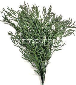 Эвкалипт Николи (1/3 уп.) Eucalyptus nicholii