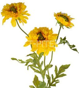 Скабиоза желтая Scabiosa