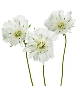 Скабиоза белая Scabiosa