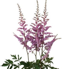 Астильба сиреневая Astilbe