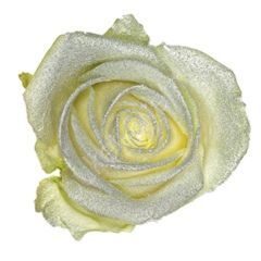 Роза Avalanche marshmallow silver roses