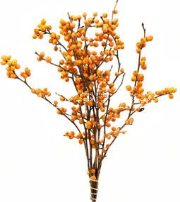 Илекс желтый Ilex