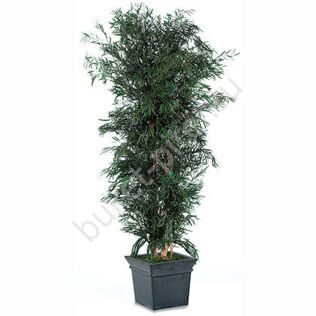 Эвкалипт Nicholii 1,3м (высота 130см)