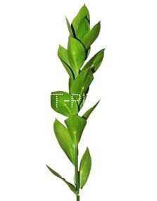 Рускус Сочи Ruscus