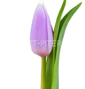 Тюльпан Сиреневый (Голландия)
