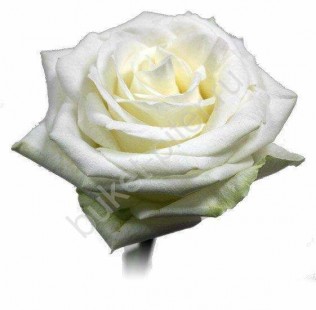 Роза белая оптом (упаковка)