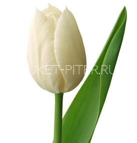 Тюльпан Белый (Голландия)